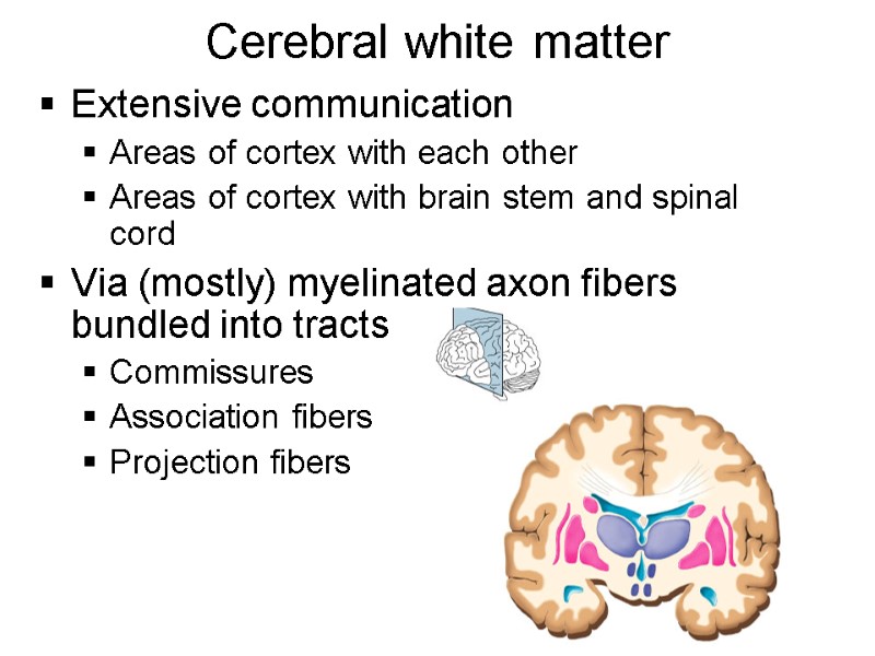 Cerebral white matter Extensive communication Areas of cortex with each other Areas of cortex